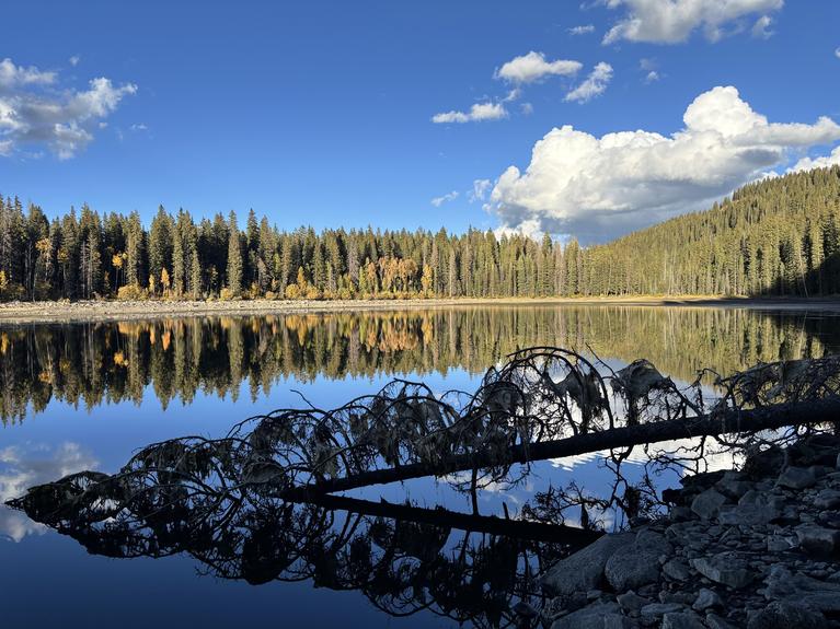 lake with trees in background and one tree laying in water